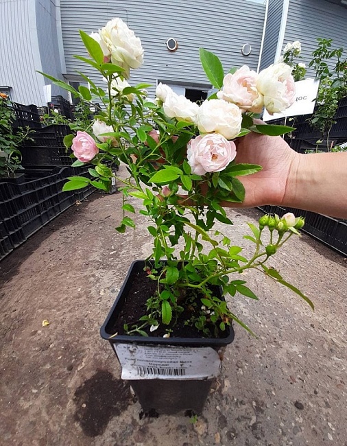 Роза почвопокровная Пинк Морсдаг